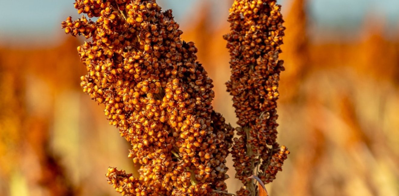 Closeup of a sorghum plant growing in a field