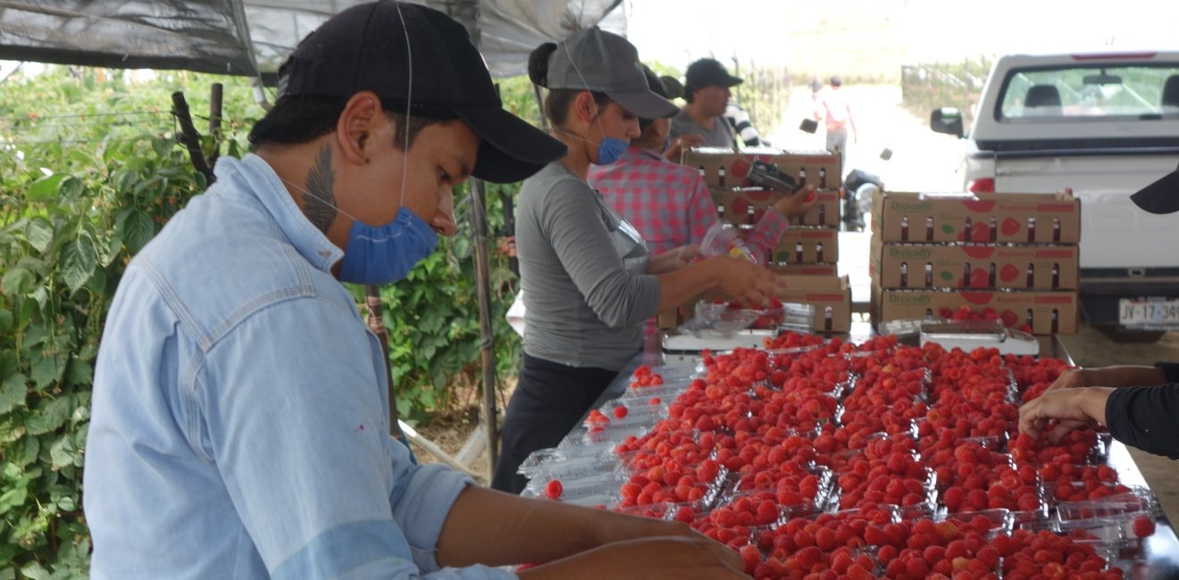 Berry picking in Mexico