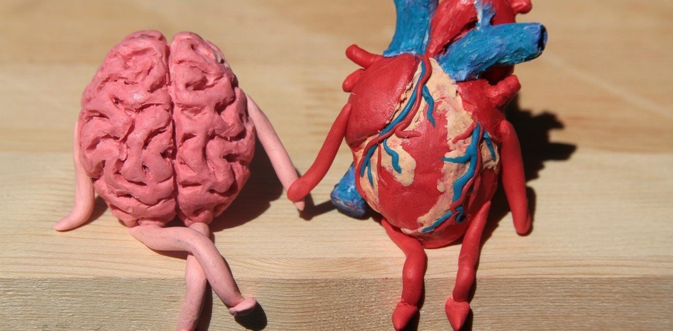 figurines of a brain and heart