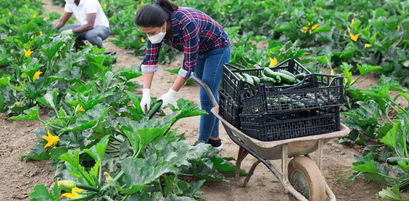 International team of farm workers wearing medical face masks harvesting zucchini. Concept of work in context of coronavirus pandemic