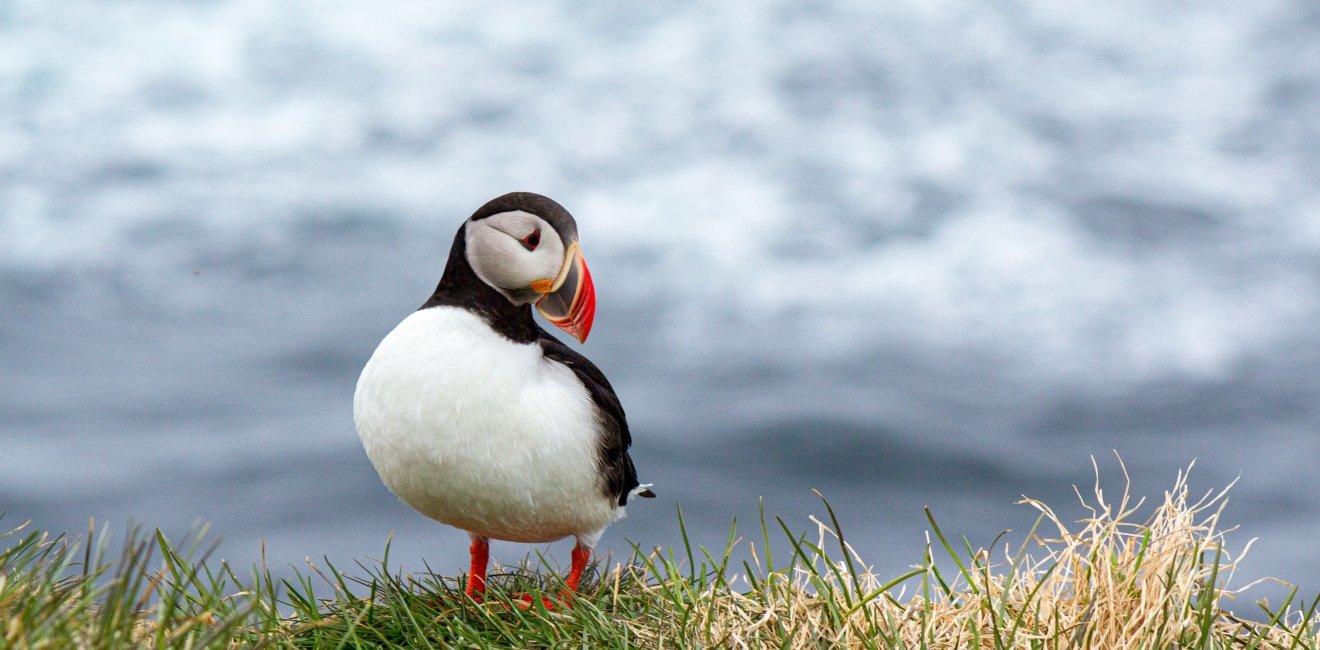 Puffin in Iceland