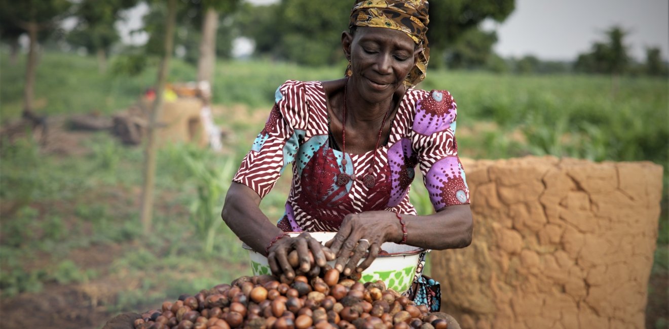 Woman harvesting shea nuts.