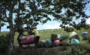 Farm laborers weigh sacks of harvested coca leaves on a field in the Micay Canyon, southwestern Colombia, Tuesday, Aug. 13, 2024. The Micay Canyon connects the Andes Mountains and the Pacific Ocean, serving as a corridor for drug and weapons trafficking. (AP Photo/Fernando Vergara)