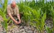 Man tends to crops struggling to grow in parched ground.