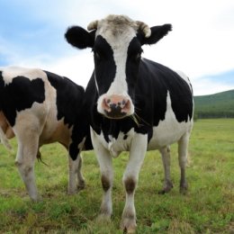 Two Chinese Dairy Cows