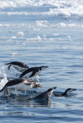 Image - The Fragile Antarctic Peninsula: Conserving Biodiversity through Marine Protected Areas