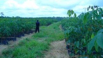 Promoting Responsible Agricultural Investments in Africa