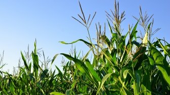 Biofuels and the Green Energy Push: Brazil-U.S. Cooperation in Implementing Carbon Emissions Reduction Policies