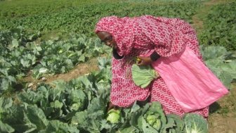 In Mauritania, women take initiative in agriculture as part of a project to address food insecurity, conflict, and climate change in the region