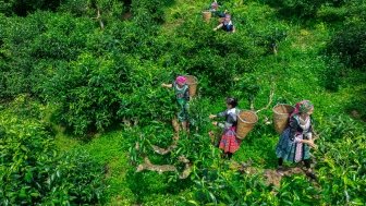 Harvesting tea on 350 year old tea trees, this is the Suoi Giang area, Yen Bai