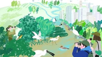 The mangroves of Shenzhen Bay on the lower reaches of the Pearl River Delta offer a refuge for wetland birds, including rare visitors like the black-faced spoonbill