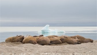  Still life with walruses and iceberg