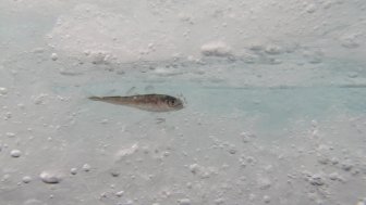 An Arctic Cod rests in an ice-covered space. Source: Shawn Harper, Hidden Ocean 2005 Expedition: NOAA Office of Ocean Exploration. Flickr.com.