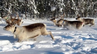 reindeer running