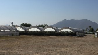 greenhouses