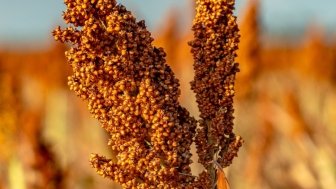 Closeup of a sorghum plant growing in a field