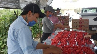 Berry picking in Mexico