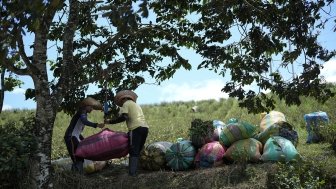 Farm laborers weigh sacks of harvested coca leaves on a field in the Micay Canyon, southwestern Colombia, Tuesday, Aug. 13, 2024. The Micay Canyon connects the Andes Mountains and the Pacific Ocean, serving as a corridor for drug and weapons trafficking. (AP Photo/Fernando Vergara)