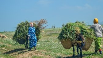 Morocco Agriculture