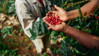 Worker gathering coffee beans