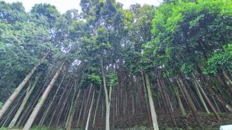  Forest in Sanming City