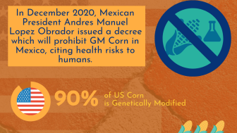 Genetically Modified Corn 