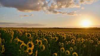 Sunflowers in a field