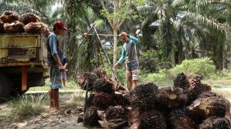 Palm Oil in Indonesia