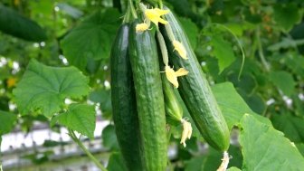 Controlled Environment Agriculture cucumber