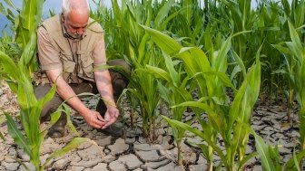 Man tends to crops struggling to grow in parched ground.