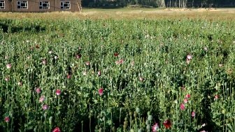 Afghan Poppy Field