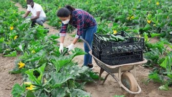 International team of farm workers wearing medical face masks harvesting zucchini. Concept of work in context of coronavirus pandemic