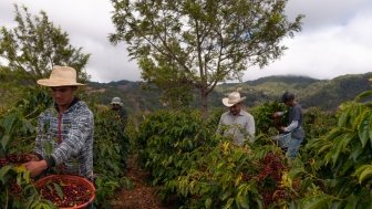 Farmers harvesting coffee in coffee plantations of Guatemala