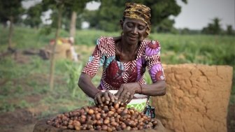 Woman harvesting shea nuts.