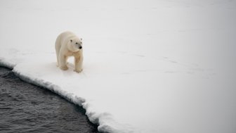 Photo of a polar bear 