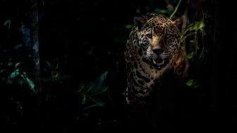 American jaguar female in the darkness of a Brazilian jungle