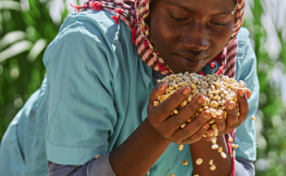 Woman harvesting coffee beans