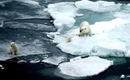 Polar bears on thin ice