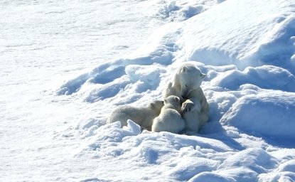 Polar bears Robin Wright 8