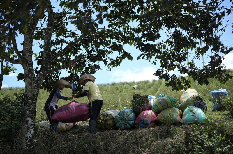 Farm laborers weigh sacks of harvested coca leaves on a field in the Micay Canyon, southwestern Colombia, Tuesday, Aug. 13, 2024. The Micay Canyon connects the Andes Mountains and the Pacific Ocean, serving as a corridor for drug and weapons trafficking. (AP Photo/Fernando Vergara)