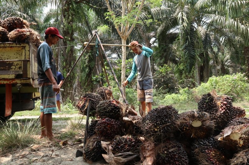 Palm Oil in Indonesia