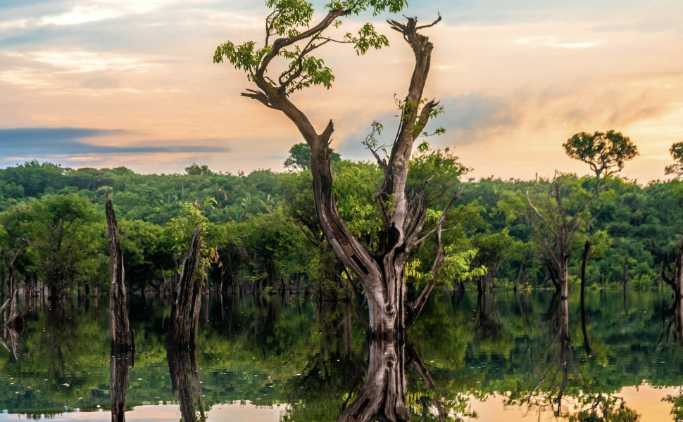 How October’s Presidential Race Will Impact the Brazilian Amazon