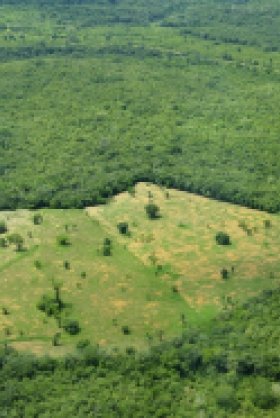 (Agri)business as Usual: Curbing Deforestation in the Amazon Rainforest