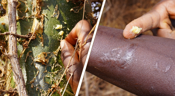 The Use of Olchilichili (Maasai name) — Commiphora Africana (scientific name) — African Myrrh (common English name). Sap can be used as an antibiotic cream on small injuries, especially those caused by chiggers. Photo by Amanda Clark