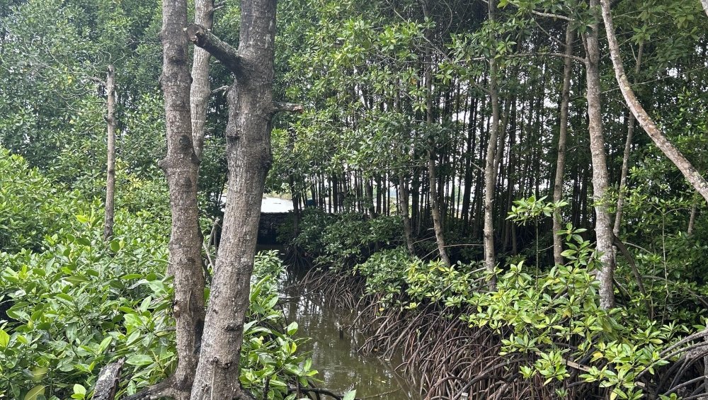 mangroves in indonesia