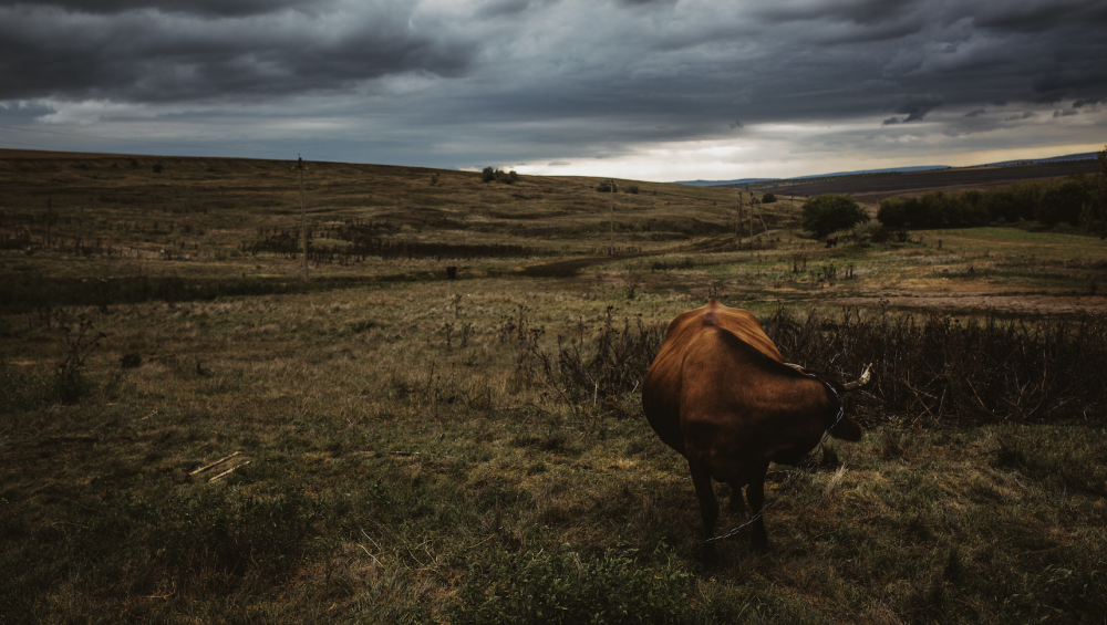 After yet another dry summer in 2022, the Moldovan countryside is dotted with fields of dead or dying sunflowers.